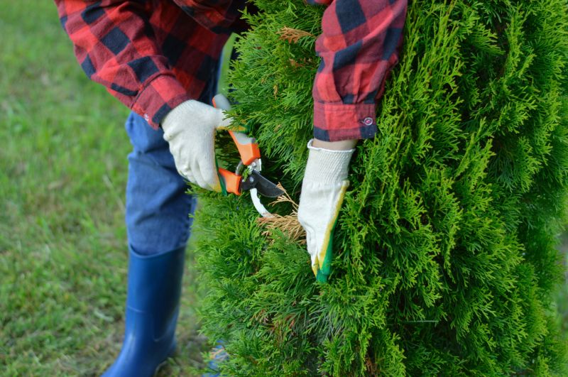 Arborvitae Pruning in Aiken, SC
