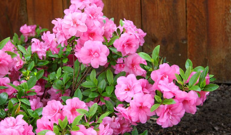 Azalea Pruning in Ventura County, CA