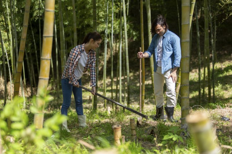 Bamboo Trimming in Honolulu, HI