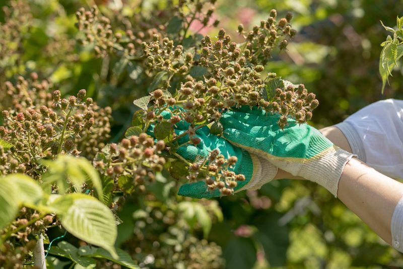 Blackberry Bush Removal in Ventura County, CA