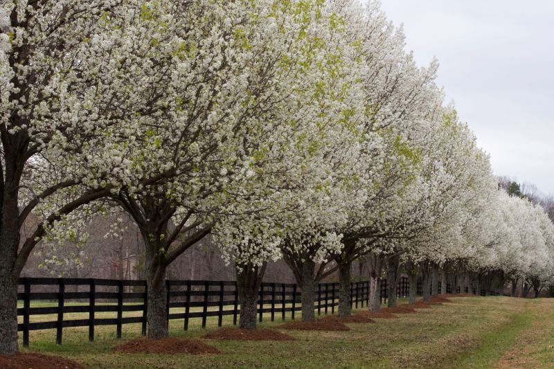 Bradford Pear Tree Pruning in San Jose, CA