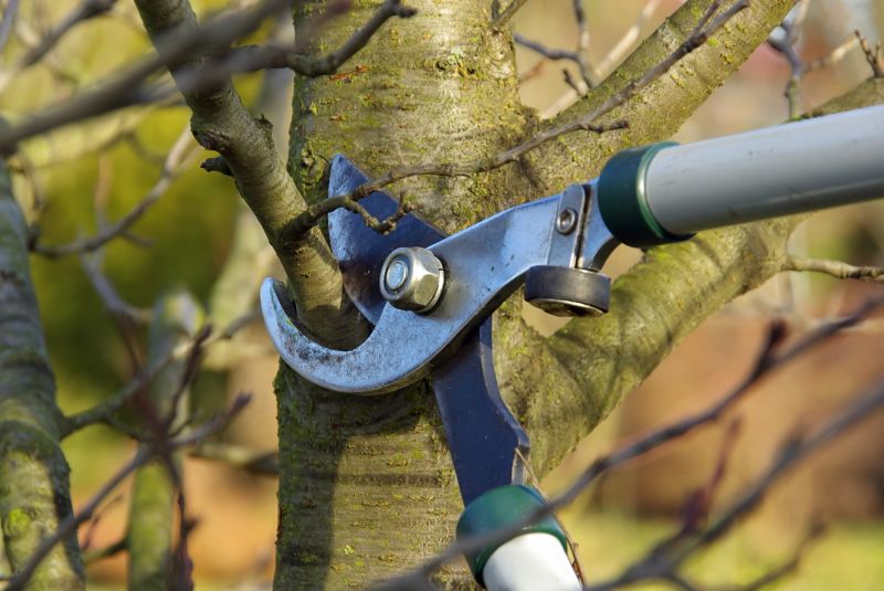 Branches Pruning in Reno, NV
