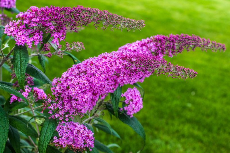Butterfly Bush Pruning in Ventura County, CA