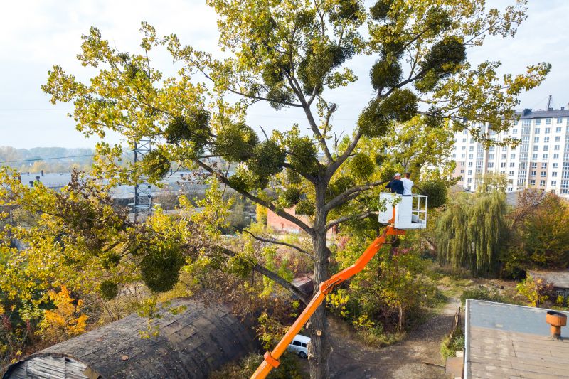 Commercial Tree Service in Reno, NV