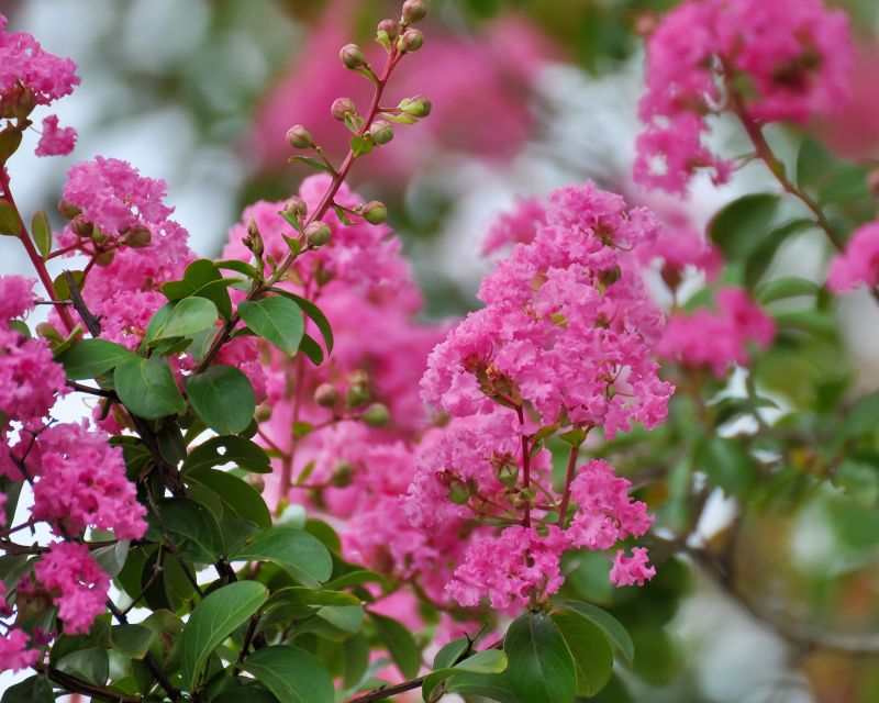 Crape Myrtle Pruning in Ventura County, CA