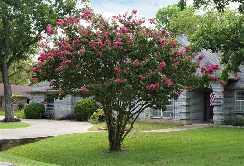 Crape Myrtle Pruning in Rockwall, TX