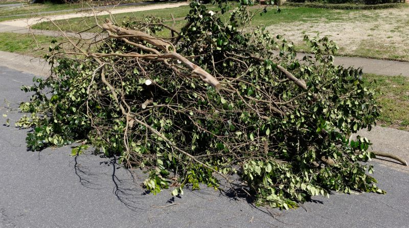 Dead Branch Removal in Allentown, PA