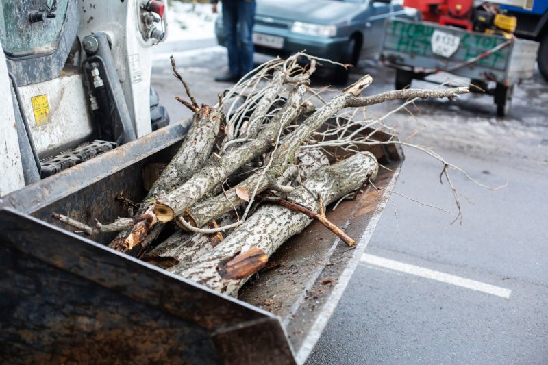 Deadwood Removal in Reno, NV