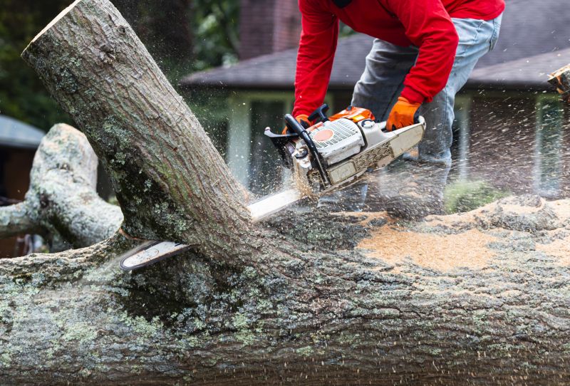 Deadwood Removal in San Jose, CA