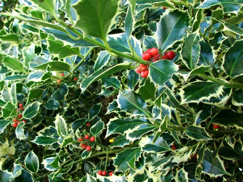 Holly Bushes Trimming in Rockwall, TX