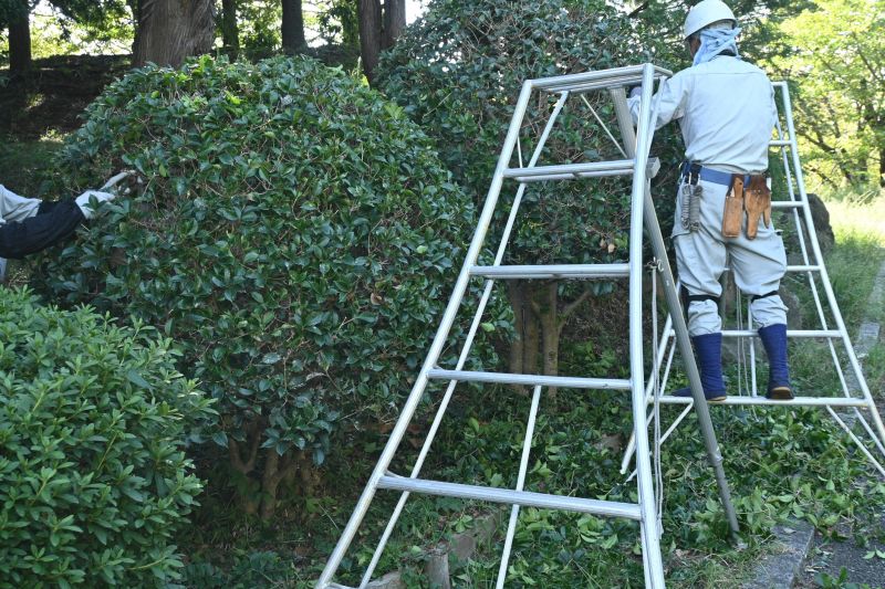 Holly Bushes Trimming in Aiken, SC