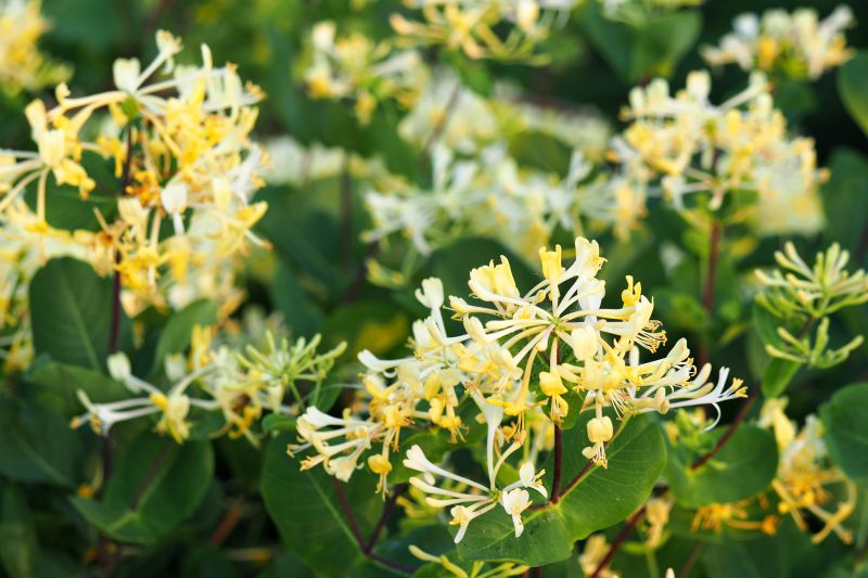 Honeysuckle Trimming in Honolulu, HI