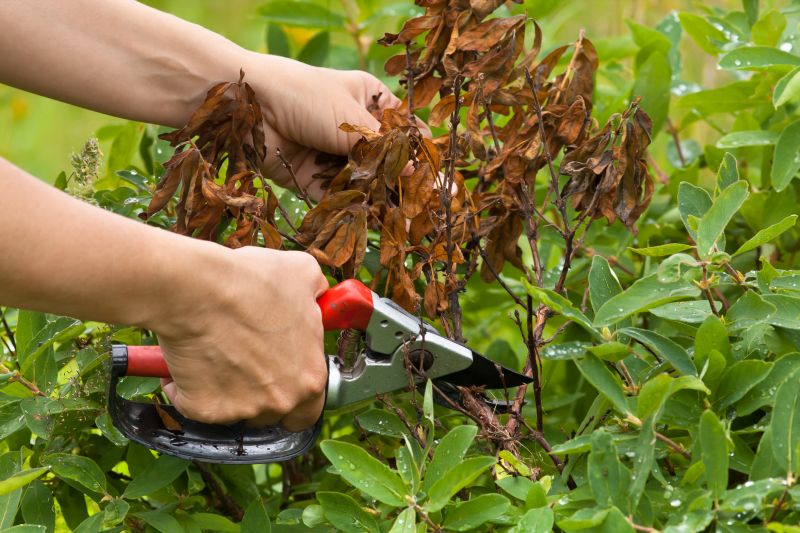 Hydrangea Pruning in Ventura County, CA