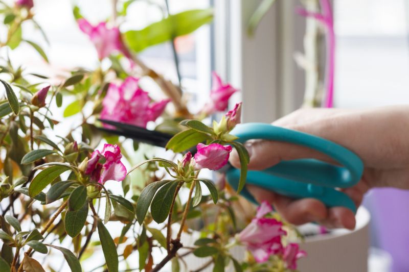 Hydrangea Pruning in Honolulu, HI