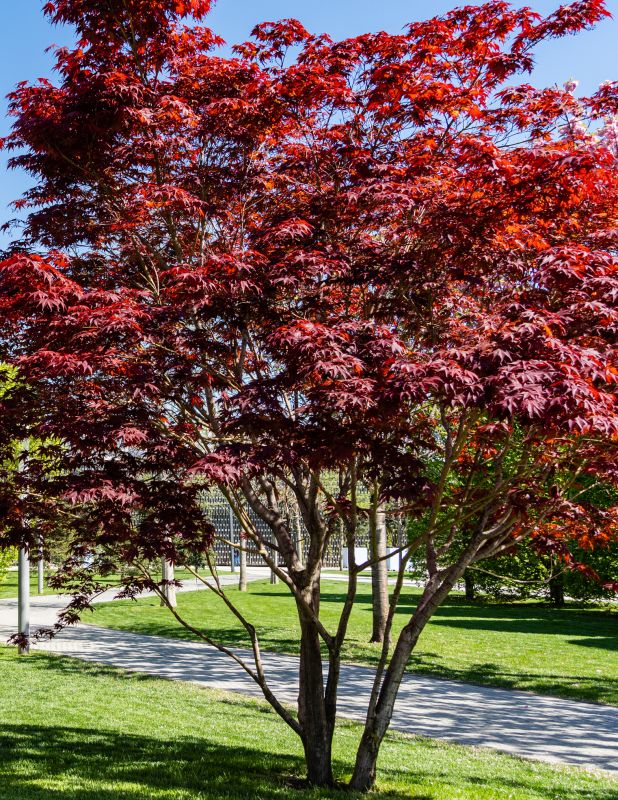 Japanese Maple Pruning in San Jose, CA
