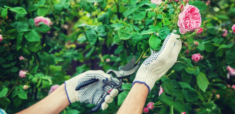 Knockout Roses Pruning in Aiken, SC