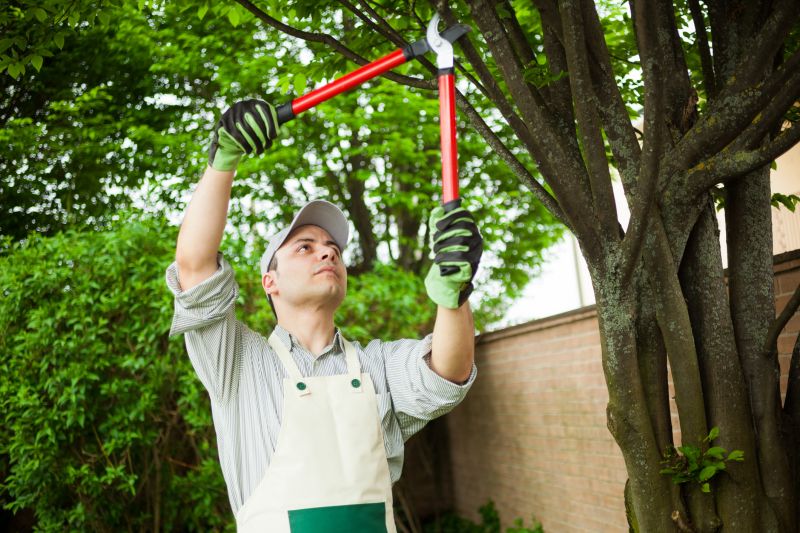 Limb Pruning in Reno, NV