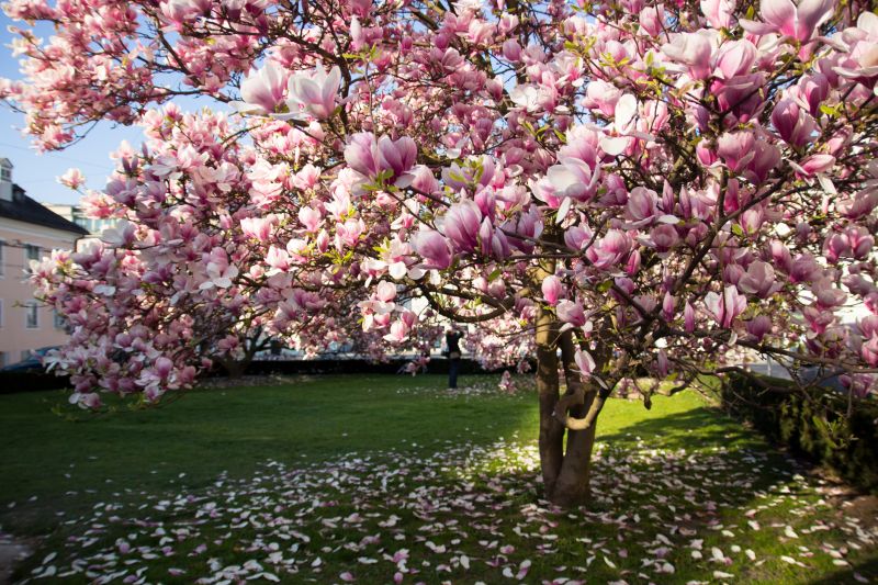 Magnolia Tree Pruning in Allentown, PA
