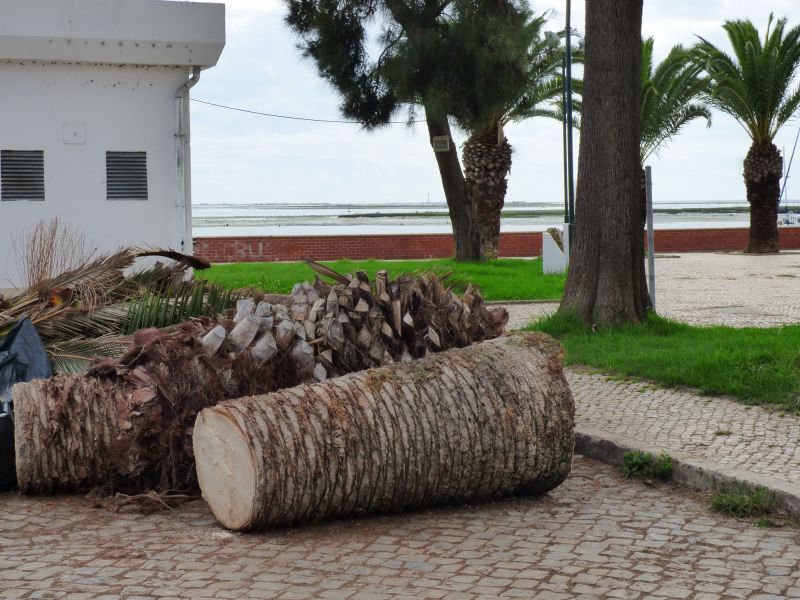 Palm Tree Removal in Bucks County, PA