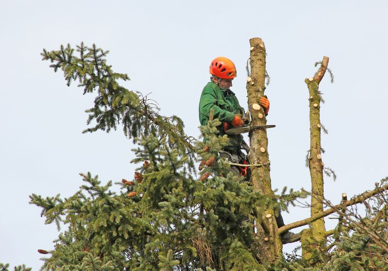 Pine Tree Trimming in Allentown, PA