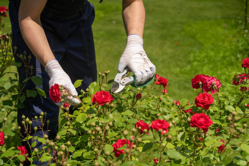 Rhododendron Pruning in Honolulu, HI