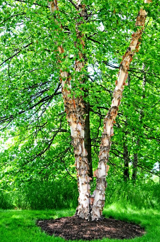 River Birch Trimming in Doylestown, PA
