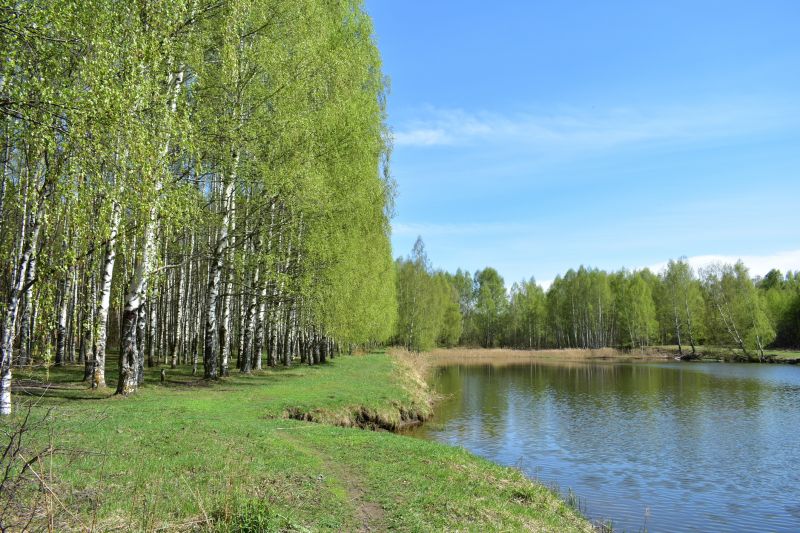 River Birch Trimming in Allentown, PA