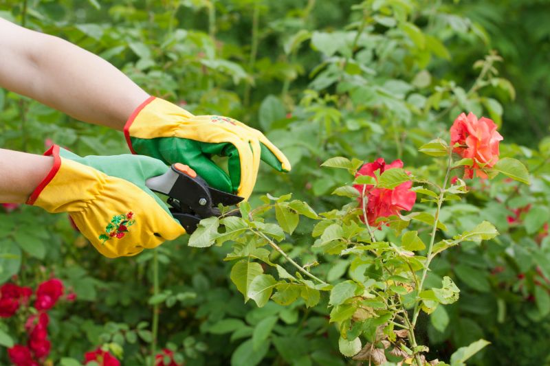 Rose Bush Pruning in Ventura County, CA