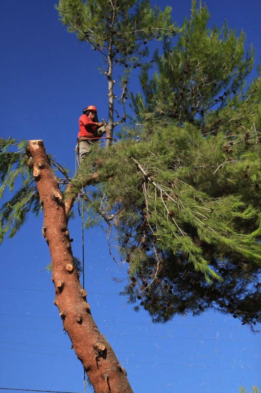 Spruce Tree Removal in San Jose, CA