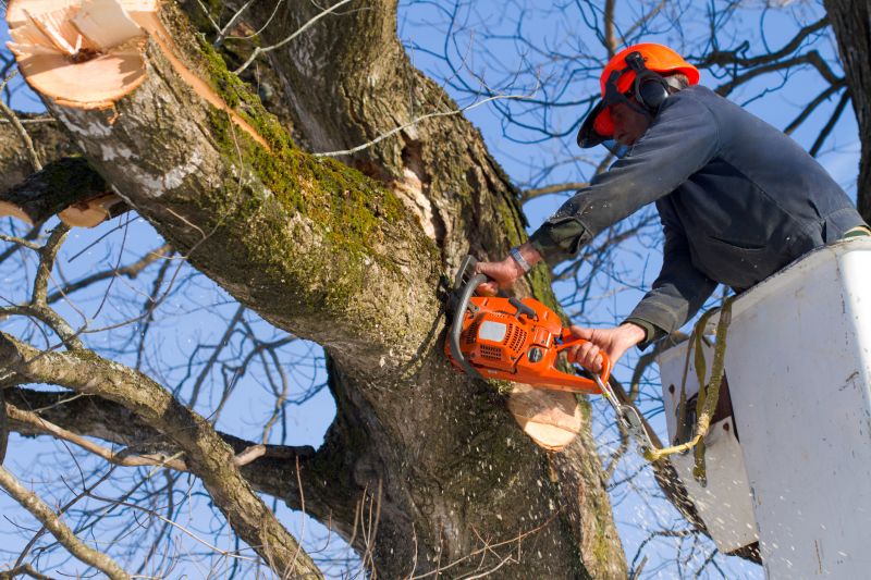 Spruce Tree Removal in Bucks County, PA