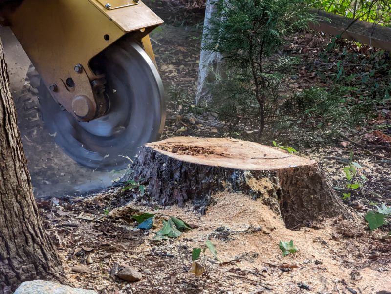 Stump Cutting in Waldorf, MD