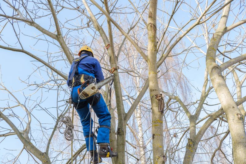 Tree Canopy Thinning in San Jose, CA