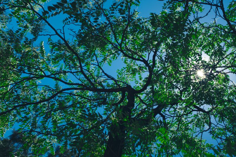 Tree Canopy Thinning in Allentown, PA