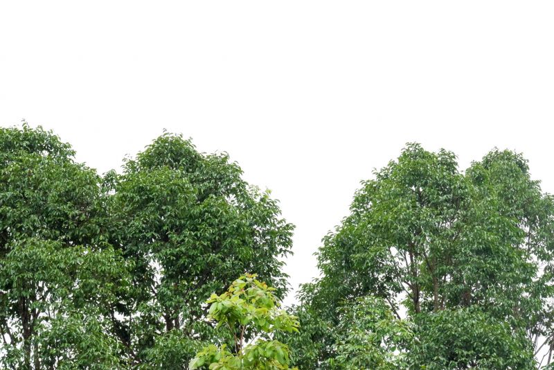 Tree Crown Shaping in Allentown, PA