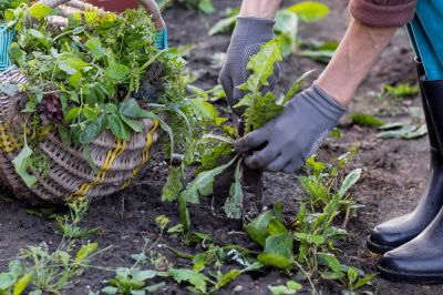 Weeding Service in Aiken, SC