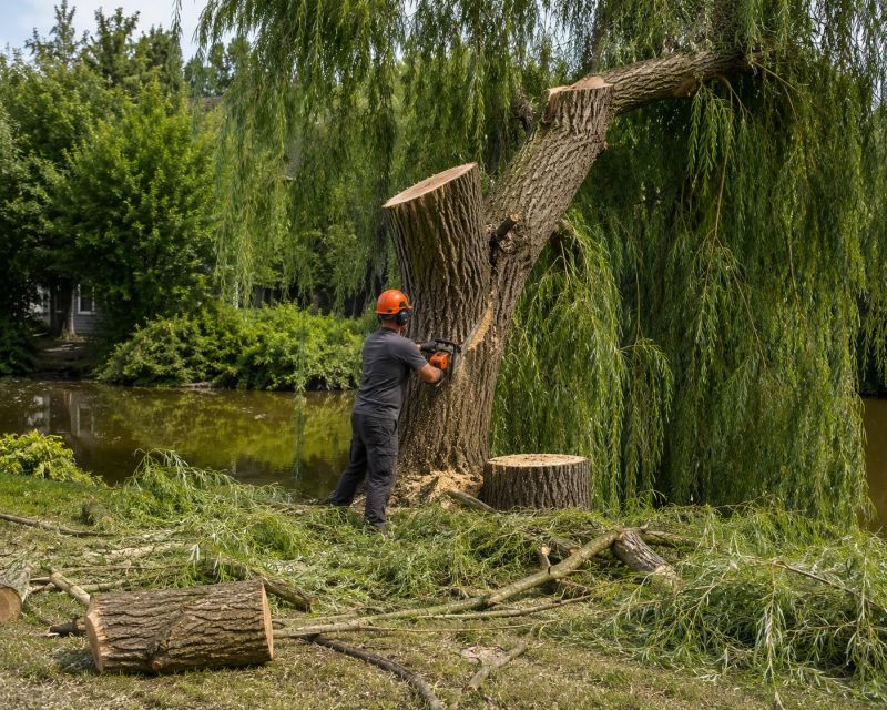Willow Tree Removal in Pottstown, PA
