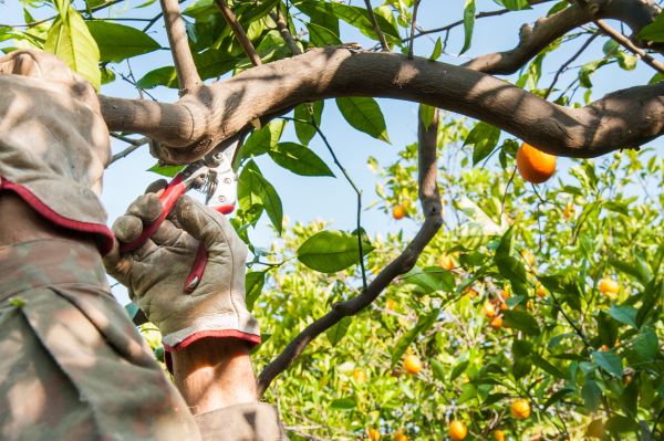 Fruit Trees Pruning