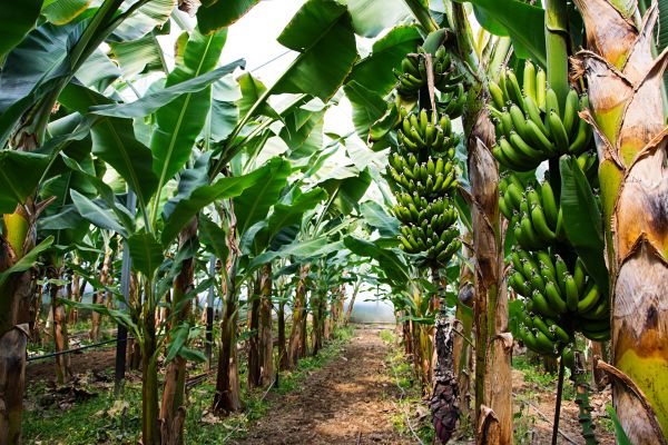 Banana Tree Shaping