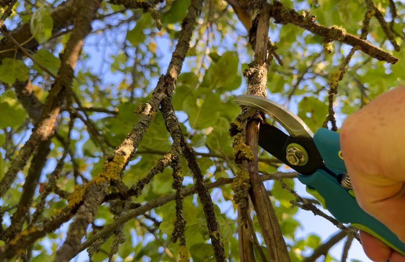 Willow Pruning