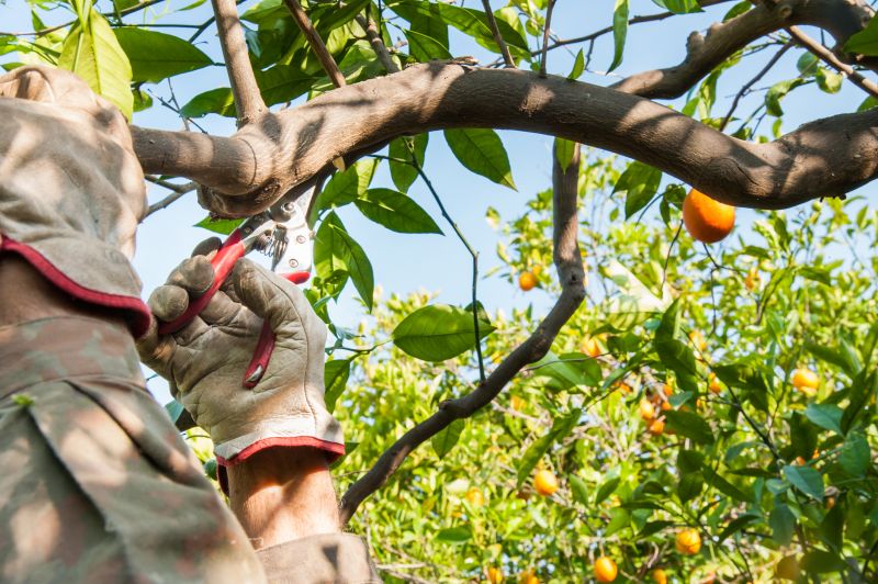 Apple Tree Pruning in Aiken, SC