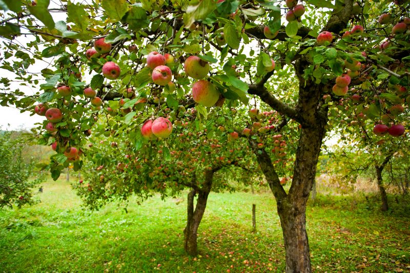 Apple Tree Pruning in Reno, NV