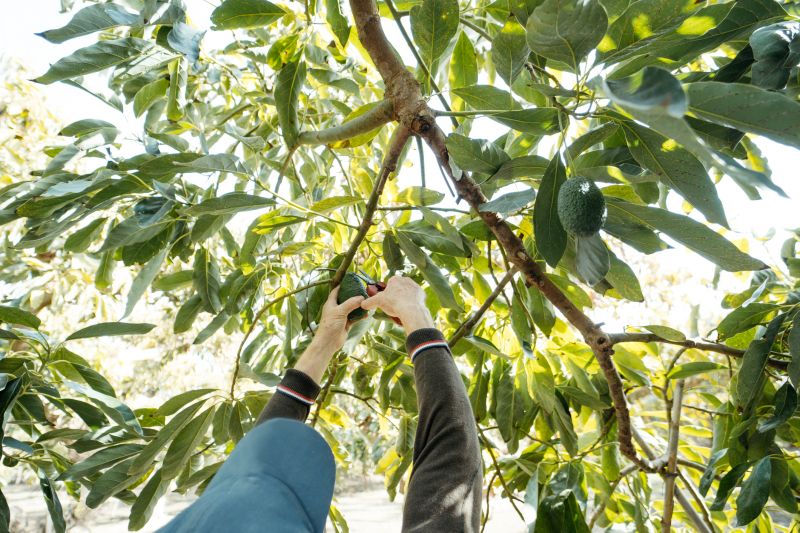 Apple Tree Pruning in San Jose, CA
