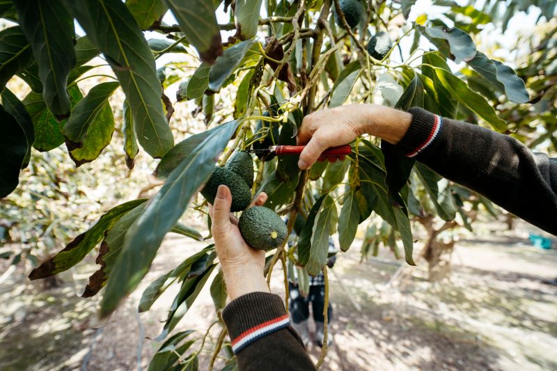 Apple Tree Pruning in Doylestown, PA