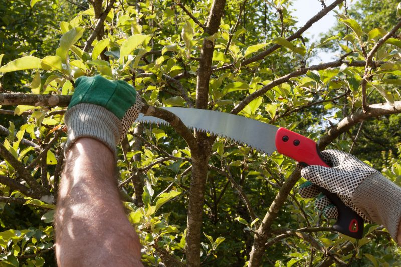Apple Tree Pruning in Doylestown, PA