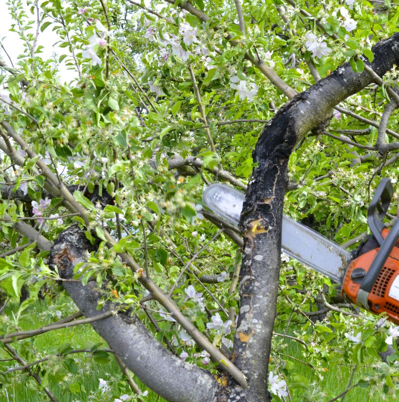 Apple Tree Removal in Pottstown, PA