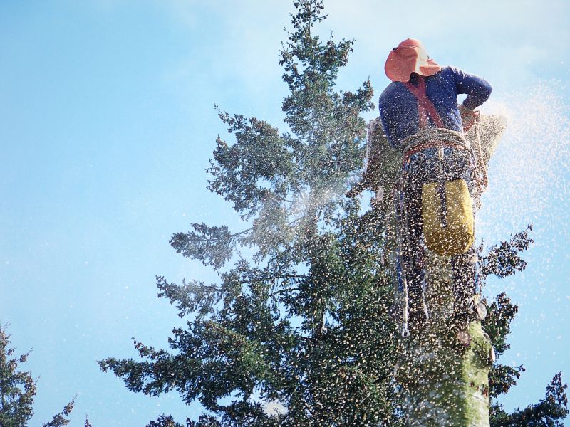 Apple Tree Removal in Aiken, SC