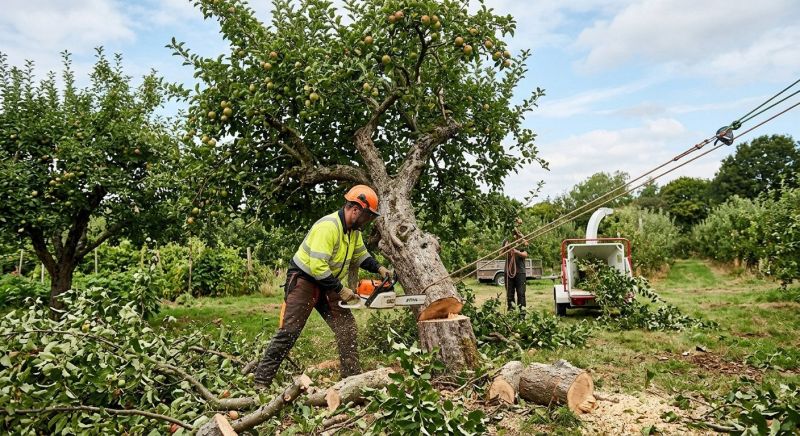 Apple Tree Removal in Allentown, PA