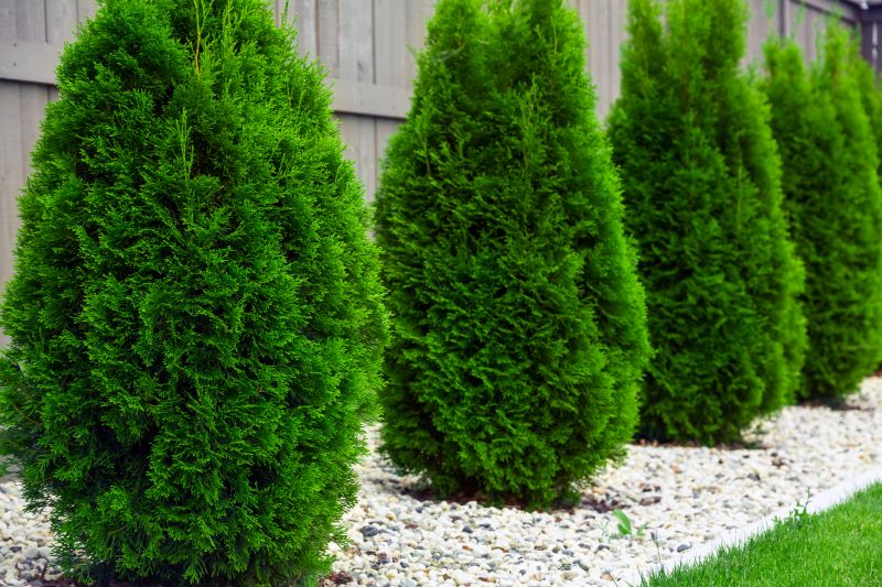 Arborvitae Pruning in Ventura County, CA