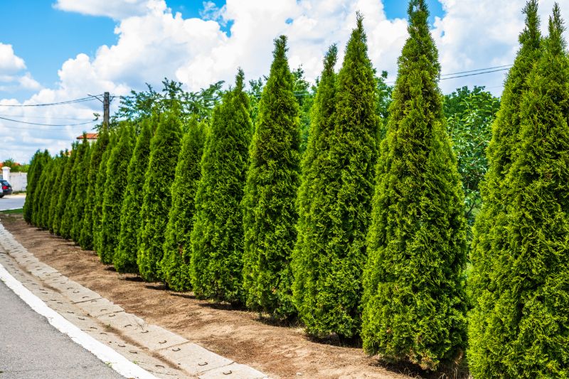 Arborvitae Pruning in Rockwall, TX