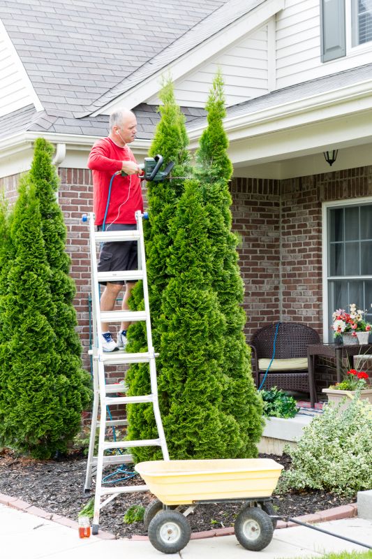 Arborvitae Pruning in Honolulu, HI